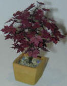 Specimen Red Japanese Maple Specimen Red Japanese Maple